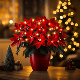 Radiant Ruby Poinsettia
